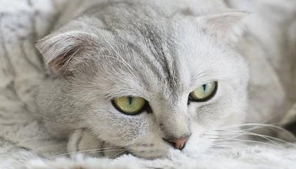 长毛拖把狗，长毛像拖把一样的狗