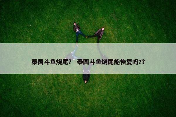 泰国斗鱼烧尾？ 泰国斗鱼烧尾能恢复吗?？