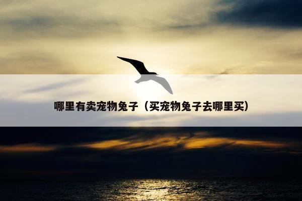 哪里有卖宠物兔子（买宠物兔子去哪里买）