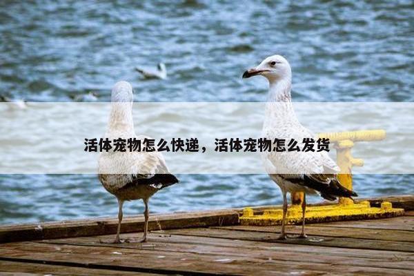 活体宠物怎么快递，活体宠物怎么发货