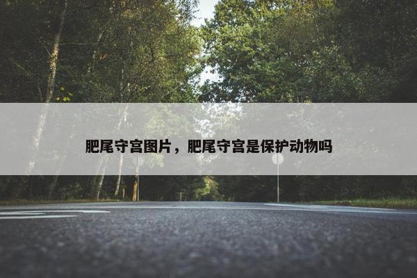 肥尾守宫图片，肥尾守宫是保护动物吗