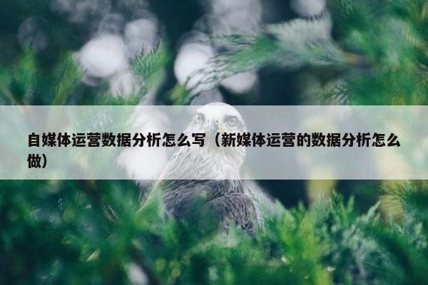 自媒体运营数据分析怎么写（新媒体运营的数据分析怎么做）