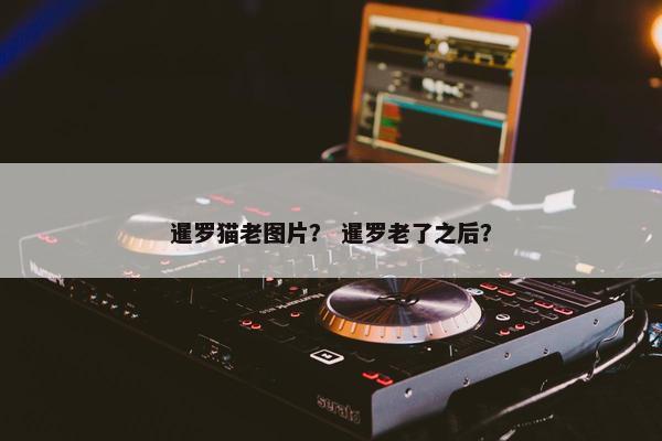 暹罗猫老图片？ 暹罗老了之后？