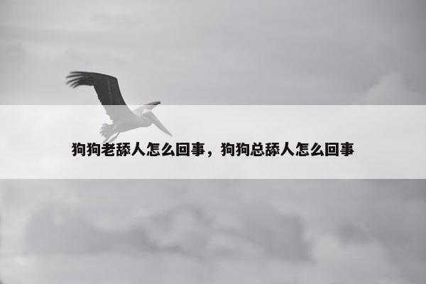 狗狗老舔人怎么回事，狗狗总舔人怎么回事