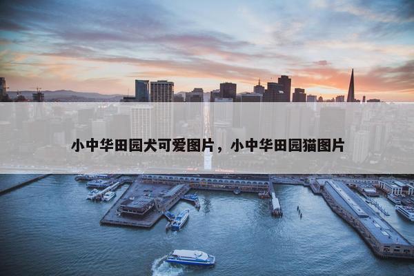 小中华田园犬可爱图片，小中华田园猫图片