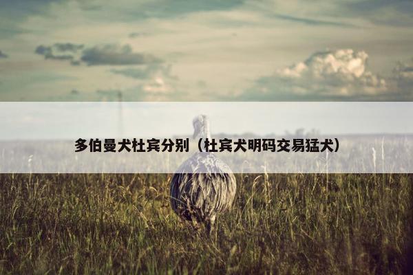 多伯曼犬杜宾分别（杜宾犬明码交易猛犬）