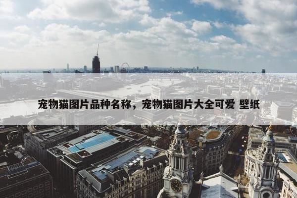 宠物猫图片品种名称，宠物猫图片大全可爱 壁纸