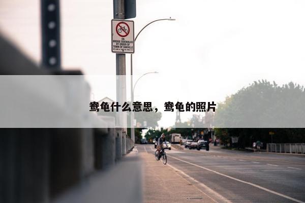鸯龟什么意思，鸯龟的照片
