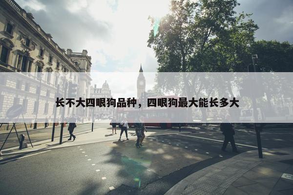 长不大四眼狗品种，四眼狗最大能长多大