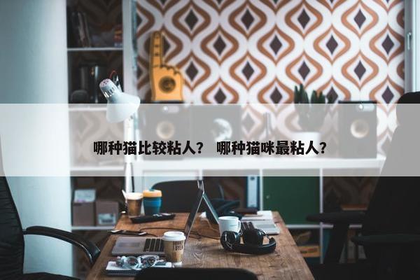 哪种猫比较粘人？ 哪种猫咪最粘人？