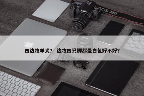四边牧羊犬？ 边牧四只脚都是白色好不好？