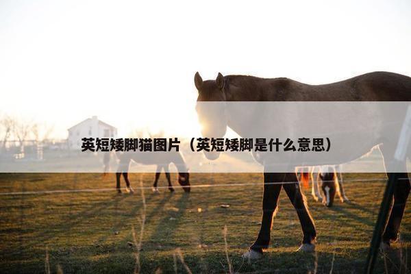 英短矮脚猫图片（英短矮脚是什么意思）