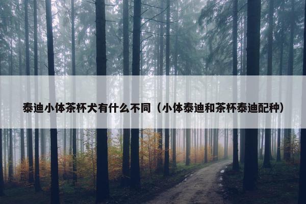 泰迪小体茶杯犬有什么不同（小体泰迪和茶杯泰迪配种）