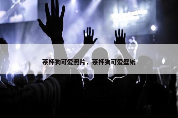 茶杯狗可爱照片，茶杯狗可爱壁纸
