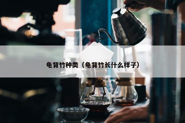 龟背竹种类（龟背竹长什么样子）