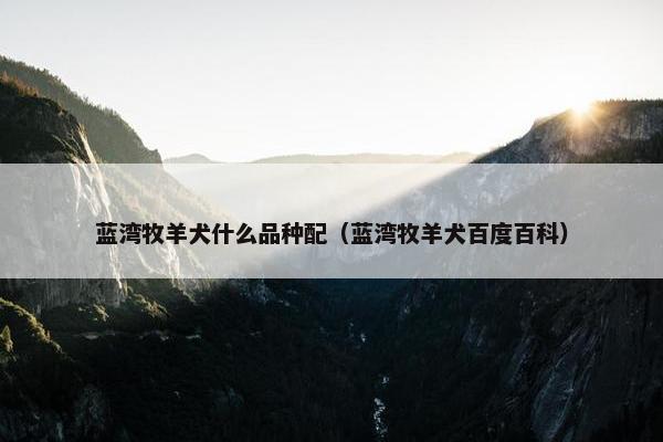蓝湾牧羊犬什么品种配（蓝湾牧羊犬百度百科）