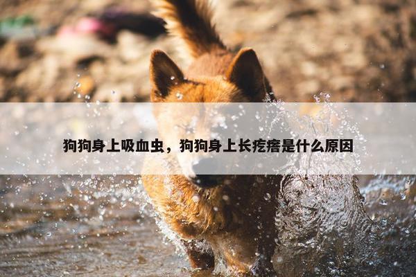 狗狗身上吸血虫，狗狗身上长疙瘩是什么原因