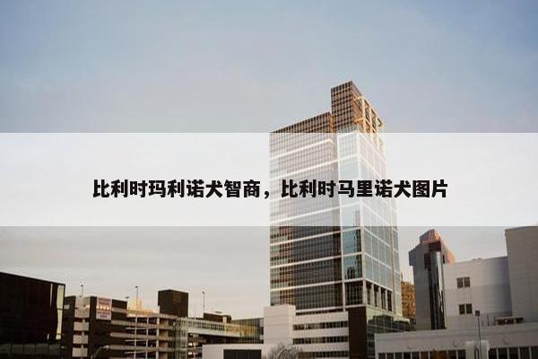 比利时玛利诺犬智商，比利时马里诺犬图片