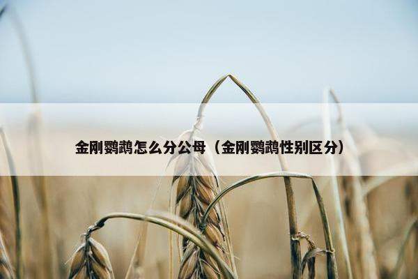 金刚鹦鹉怎么分公母（金刚鹦鹉性别区分）