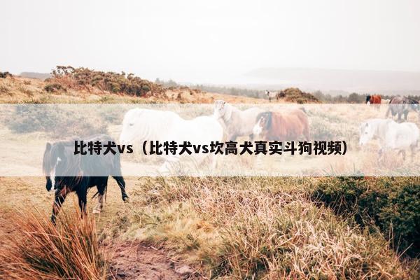 比特犬vs（比特犬vs坎高犬真实斗狗视频）