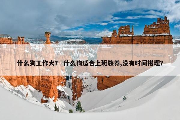 什么狗工作犬？ 什么狗适合上班族养,没有时间搭理？