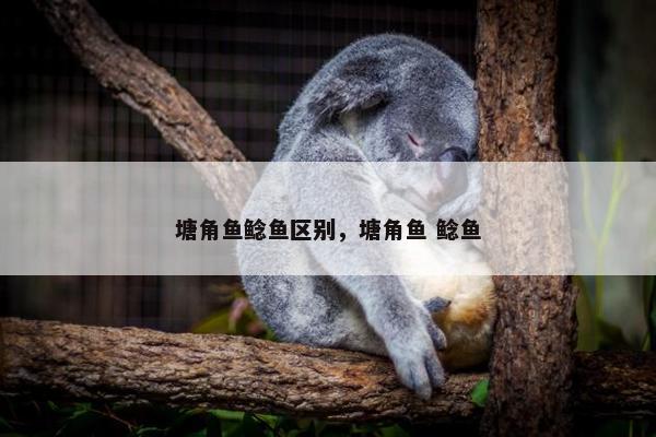 塘角鱼鲶鱼区别，塘角鱼 鲶鱼