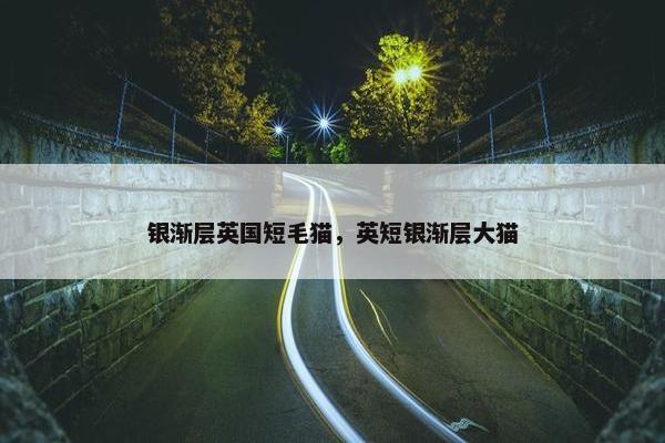 银渐层英国短毛猫，英短银渐层大猫