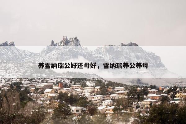 养雪纳瑞公好还母好，雪纳瑞养公养母