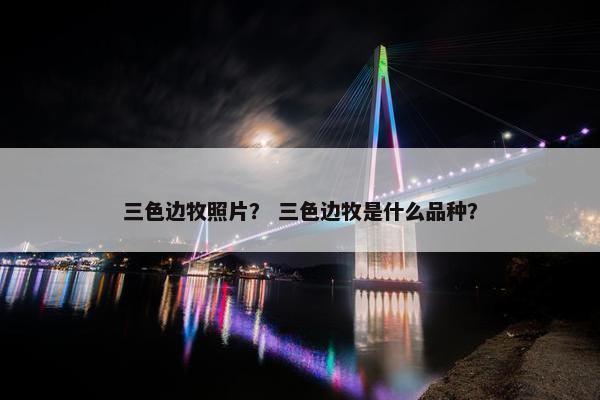 三色边牧照片？ 三色边牧是什么品种？
