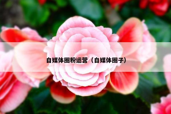 自媒体圈粉运营（自媒体圈子）