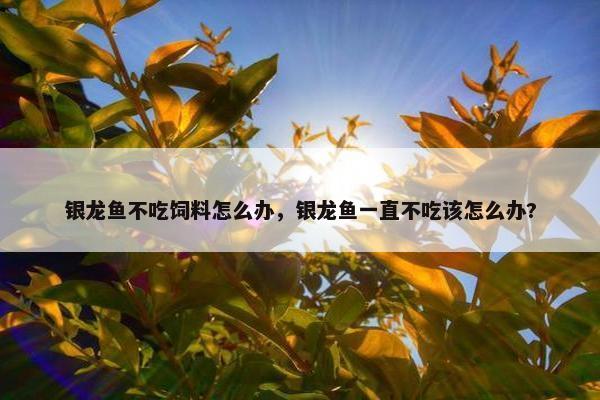 银龙鱼不吃饲料怎么办，银龙鱼一直不吃该怎么办?