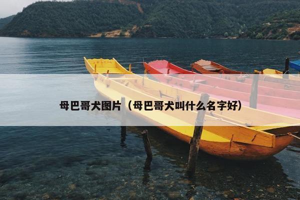母巴哥犬图片（母巴哥犬叫什么名字好）