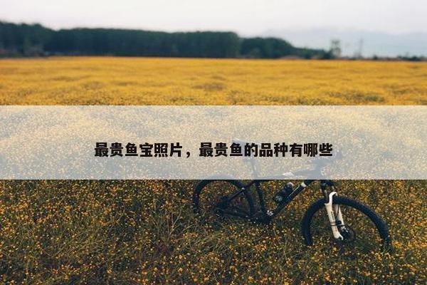 最贵鱼宝照片，最贵鱼的品种有哪些