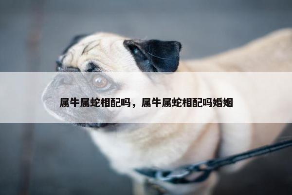 属牛属蛇相配吗，属牛属蛇相配吗婚姻