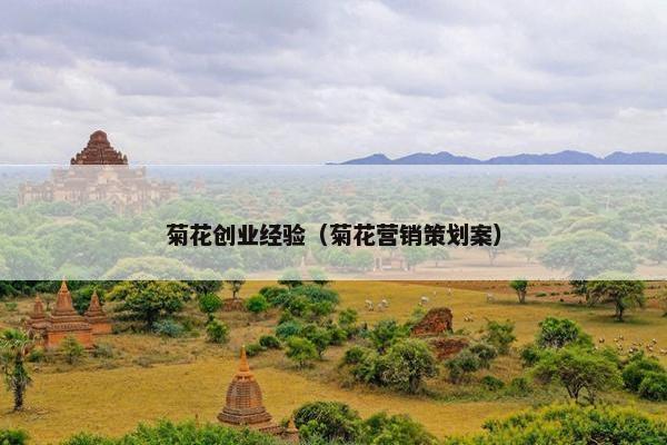 菊花创业经验（菊花营销策划案）