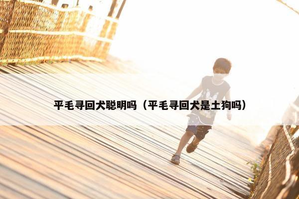 平毛寻回犬聪明吗（平毛寻回犬是土狗吗）