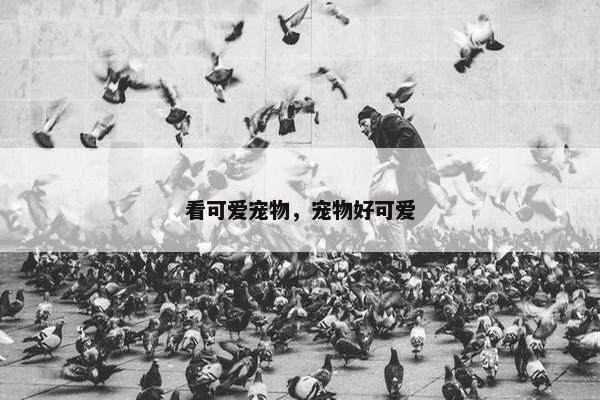 看可爱宠物，宠物好可爱