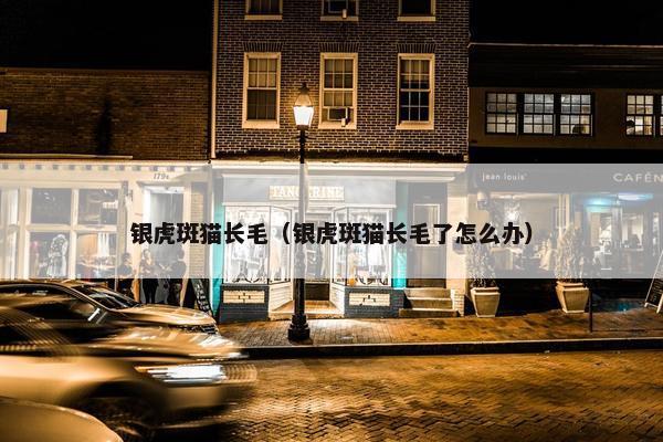 银虎斑猫长毛（银虎斑猫长毛了怎么办）