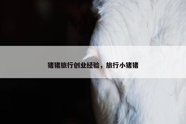 猪猪旅行创业经验，旅行小猪猪