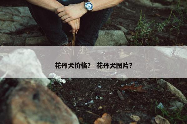 花丹犬价格？ 花丹犬图片？