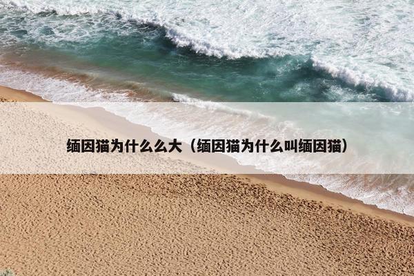 缅因猫为什么么大（缅因猫为什么叫缅因猫）