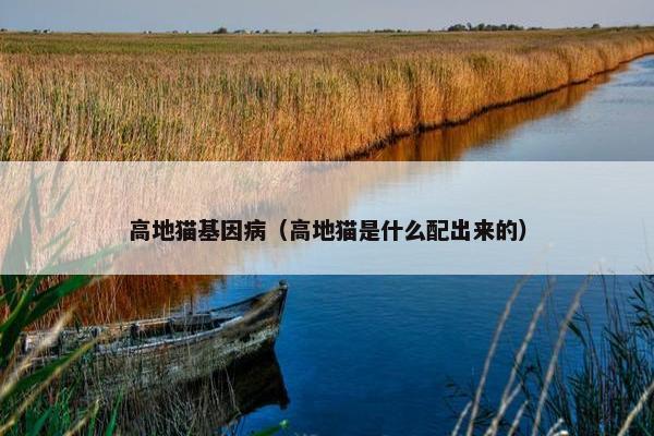 高地猫基因病（高地猫是什么配出来的）