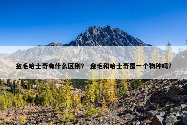 金毛哈士奇有什么区别？ 金毛和哈士奇是一个物种吗？
