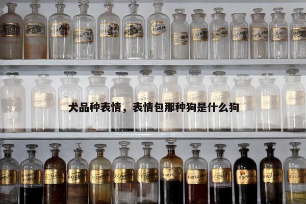 犬品种表情，表情包那种狗是什么狗