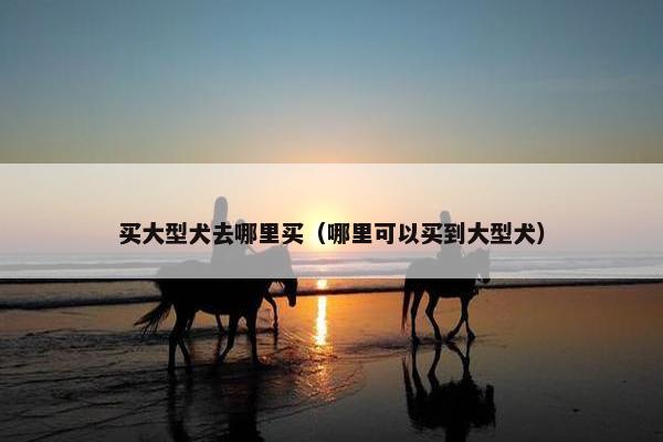 买大型犬去哪里买（哪里可以买到大型犬）