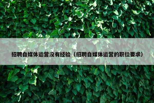 招聘自媒体运营没有经验（招聘自媒体运营的职位要求）