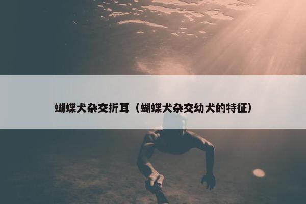 蝴蝶犬杂交折耳（蝴蝶犬杂交幼犬的特征）
