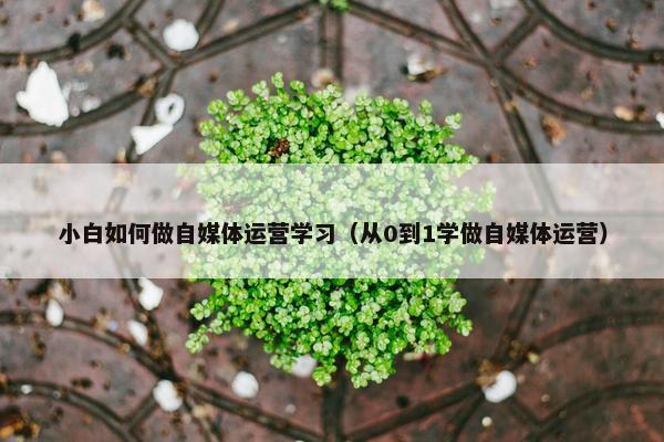 小白如何做自媒体运营学习（从0到1学做自媒体运营）