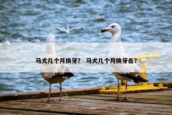马犬几个月换牙？ 马犬几个月换牙齿？