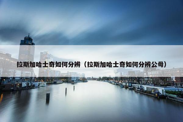 拉斯加哈士奇如何分辨（拉斯加哈士奇如何分辨公母）
